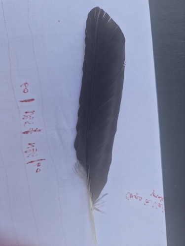 Plume de Choucas des tours