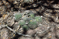 Echinopsis albispinosa