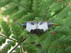 Mesoleuca albicillata