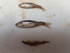 Enteromius bifrenatus