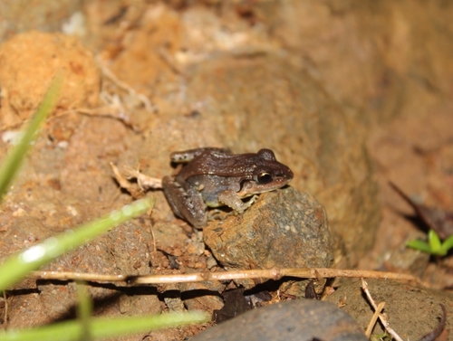 Brown Foam-nest Frog, Leptodactylus poecilochilus