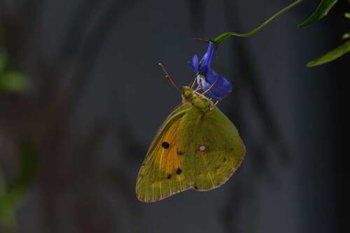 Clouded Yellow