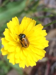 Cryptocephalus rugicollis