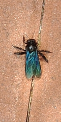 Xylocopa nasalis