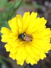 Cryptocephalus rugicollis
