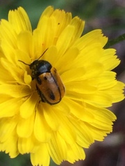 Cryptocephalus rugicollis