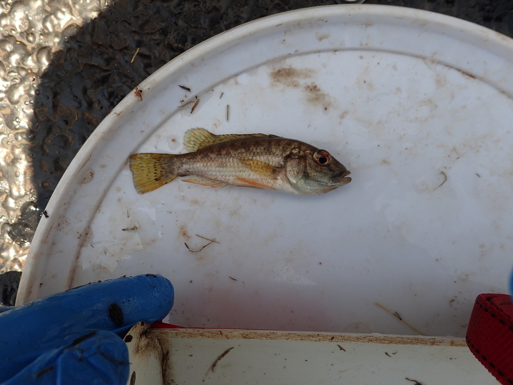 Canary kurper (Chetia flaviventris) — Cichlidae
