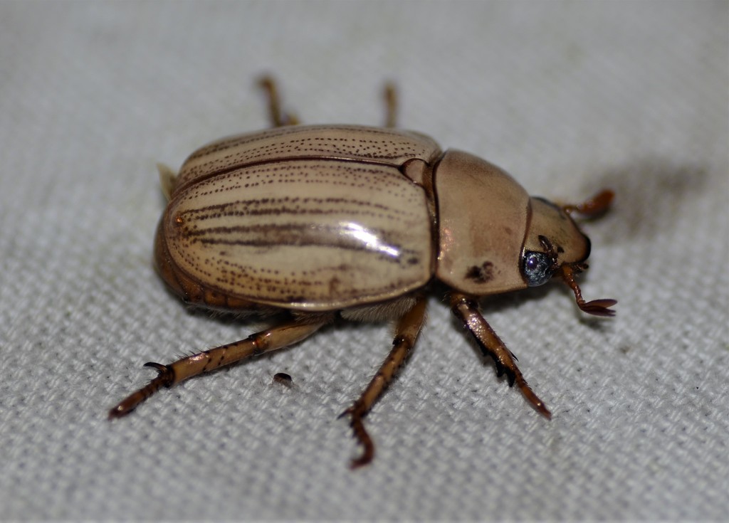 Pelidnota cayennensis