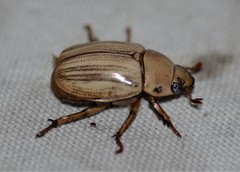 Pelidnota cayennensis