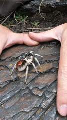 Hapalotremus