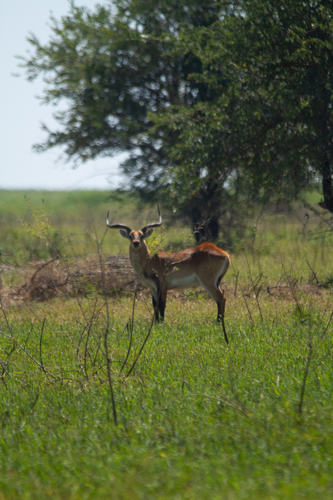 Kafue Lechwe