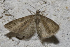 Eupithecia abbreviata
