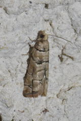 Blastesthia tessulatana