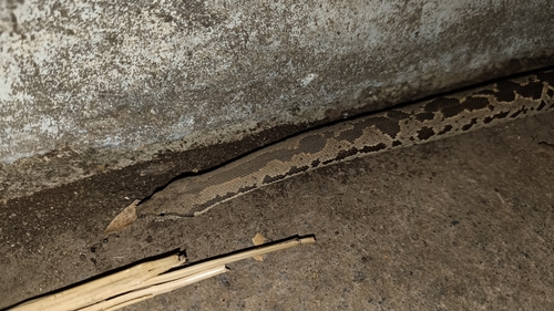 Rough-scaled Sand Boa