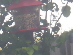 Cardinalis cardinalis