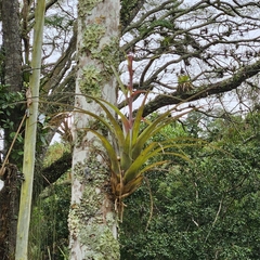 Tillandsia polystachia, photograph (c) Celso Henrique Varela Rios, some rights reserved (CC BY)