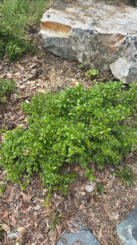 Rhododendron eriocarpum iNat (1)