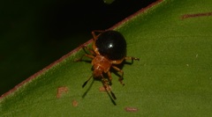 Corynomalus marginatus