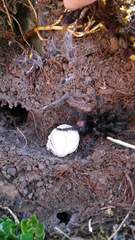 Hapalotremus carabaya