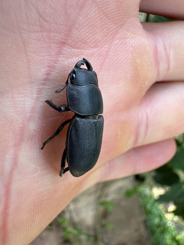 Lesser Stag Beetle