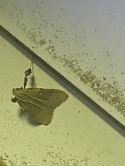 Basacallis tarachodes