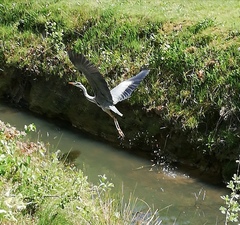 Ardea cinerea