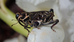 Zygops strix