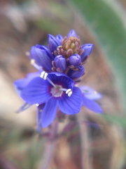 Veronica capsellicarpa