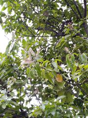 Lithocarpus konishii