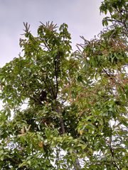 Lithocarpus konishii