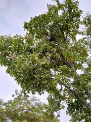 Lithocarpus konishii