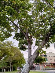 Lithocarpus konishii