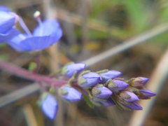 Veronica capsellicarpa