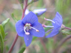 Veronica capsellicarpa