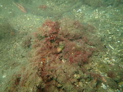 Gymnothorax cribroris