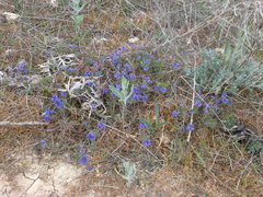 Veronica capsellicarpa