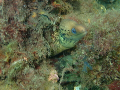 Gymnothorax cribroris