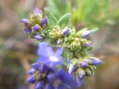 Veronica capsellicarpa