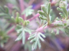 Veronica capsellicarpa