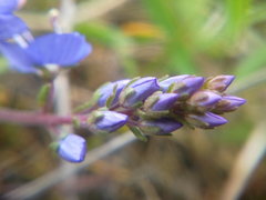 Veronica capsellicarpa