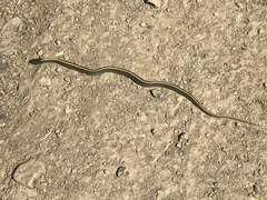 Thamnophis atratus