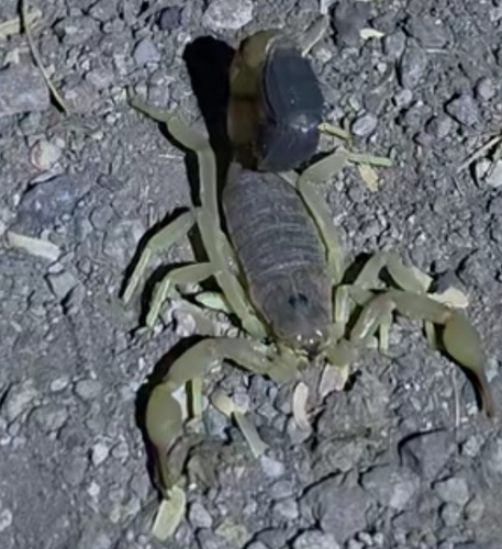 Ethiopian Thicktail Scorpion