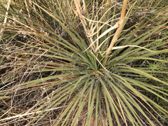 Yucca utahensis