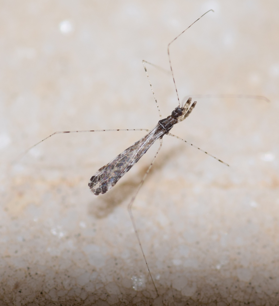 Empicoris mediterraneus