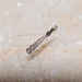 Empicoris mediterraneus - Photo (c) Barış Çerçi, some rights reserved (CC BY-NC), uploaded by Barış Çerçi