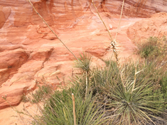 Yucca utahensis