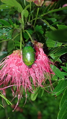 Pseudomacraspis affinis