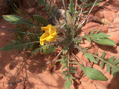 Oenothera primiveris bufonis