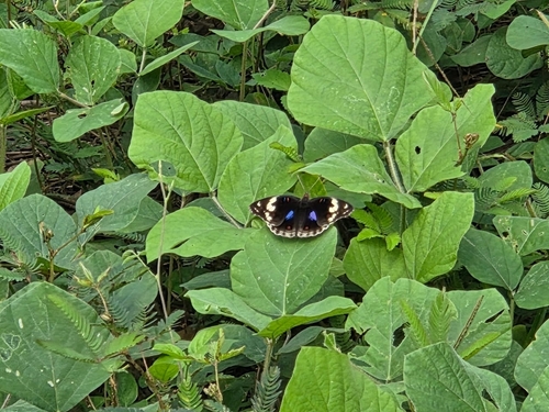 Blue-spot Pansy