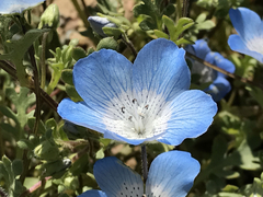 Nemophila menziesii menziesii